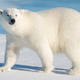 Illustration for article titled Heartbreaking Photos Of Polar Bears Who Will Die Before The Next ‘Metroid Prime’ If Nintendo Doesn’t Get Their Shit Together